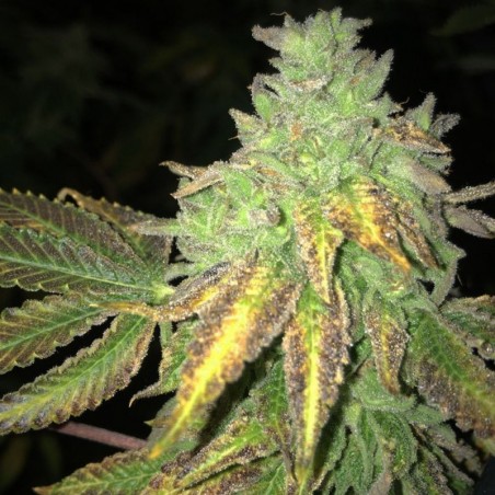 Shiloh Z Feminiz.5 semillas - THSeeds