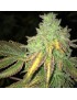 Shiloh Z Feminiz.5 semillas - THSeeds