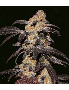 Galletas Francesas Feminiz.5 semillas - THSeeds