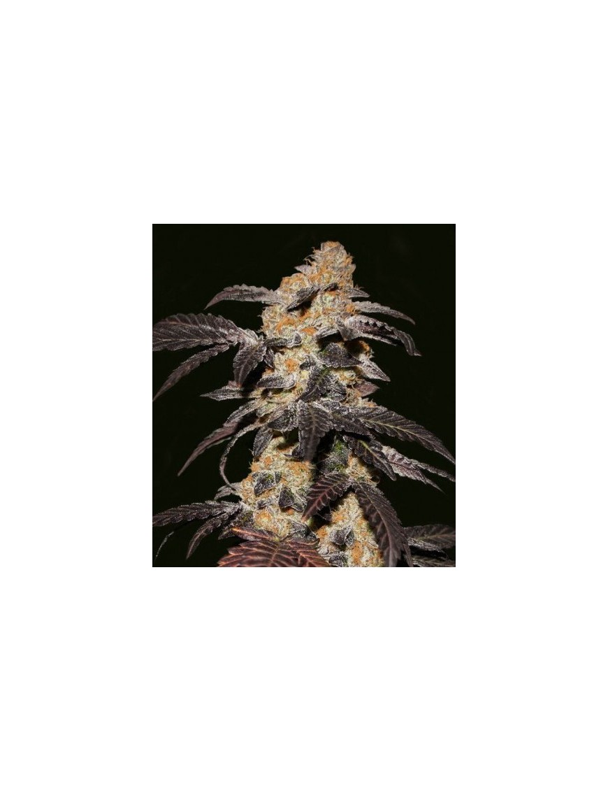 French Cookies Femminiz. 5 seeds - THSeeds