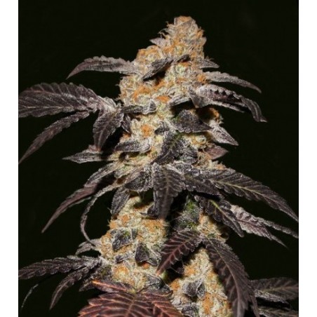 Galletas Francesas Feminiz.5 semillas - THSeeds