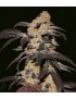 French Cookies Femminiz. 5 seeds - THSeeds