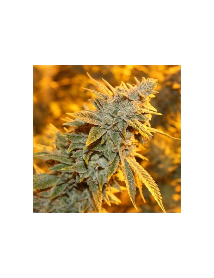 Pegamento de Fresa Feminiz.5 semillas - THSeeds