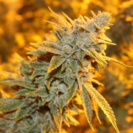 Pegamento de Fresa Feminiz.5 semillas - THSeeds