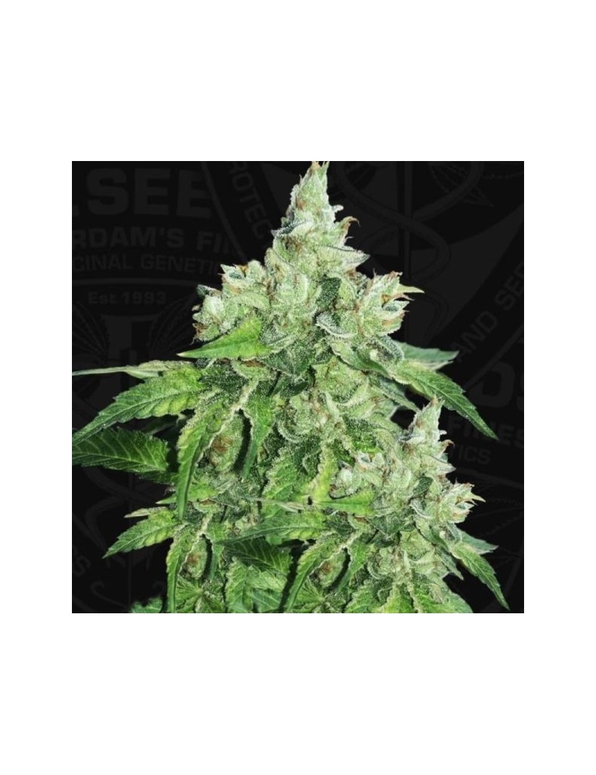 Citron Givré Feminiz.5 Samen – THSeeds