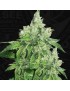 Citron Givré Femminiz. 5 seeds - THSeeds