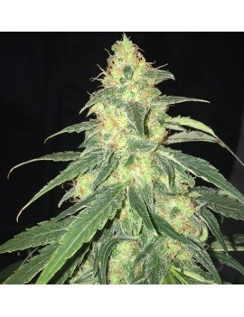 SAGE Femminiz. 5 semillas - THSeeds