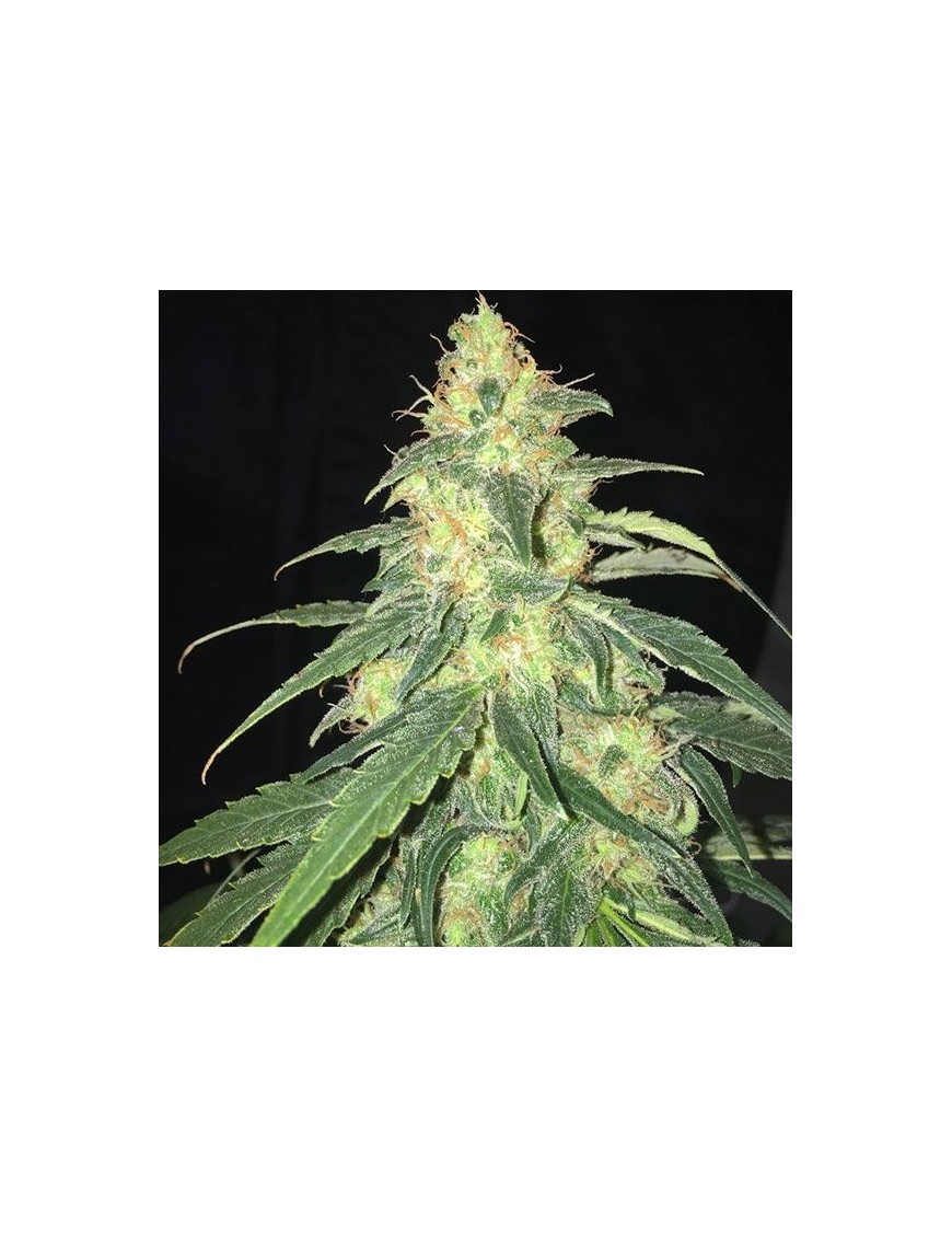 SAGE Feminiz.5 Samen - THSeeds