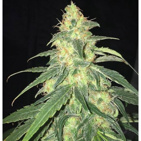 SAGE Feminiz.5 Samen - THSeeds