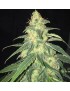 SAGE Feminiz.5 Samen - THSeeds