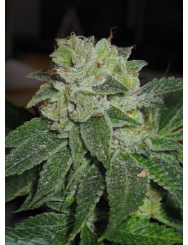 MK-Ultra Femminiz. 5 Samen - THSeeds