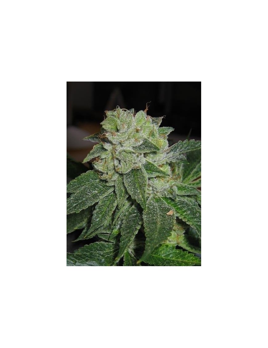 MK-Ultra Feminiz.5 semillas - THSeeds