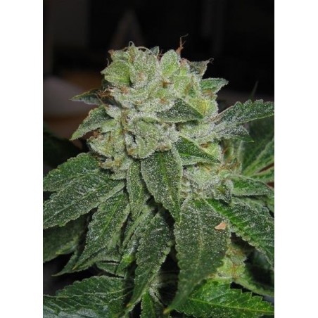 MK-Ultra Feminiz.5 semillas - THSeeds