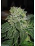 MK-Ultra Feminiz.5 semillas - THSeeds