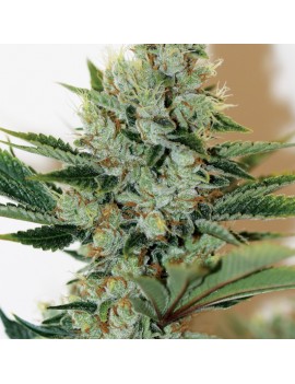 Underdawg Feminiz.5 semillas - THSeeds