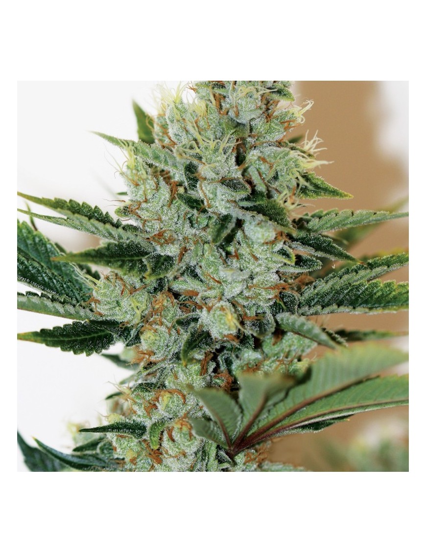 Underdawg Feminiz.5 semillas - THSeeds