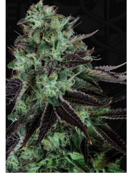 Darkstar Feminiz.5 Samen - THSeeds