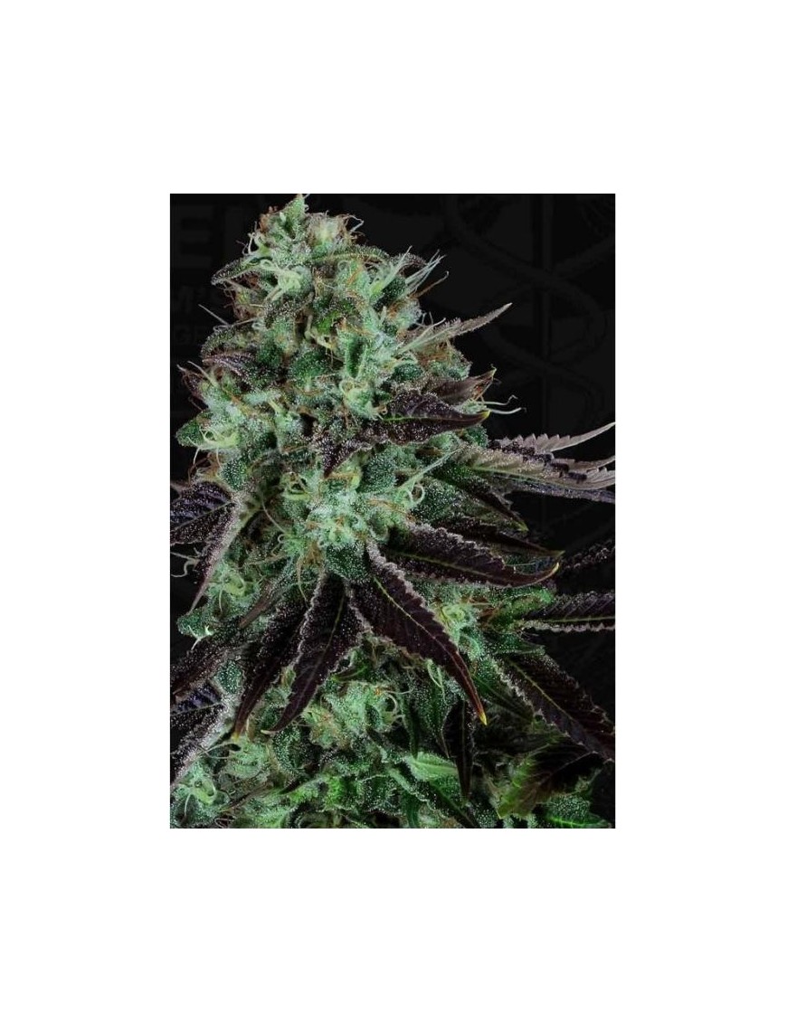 Darkstar Feminiz.5 Samen - THSeeds