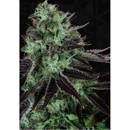 Darkstar Feminiz.5 Samen - THSeeds