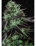 Darkstar Feminiz.5 Samen - THSeeds