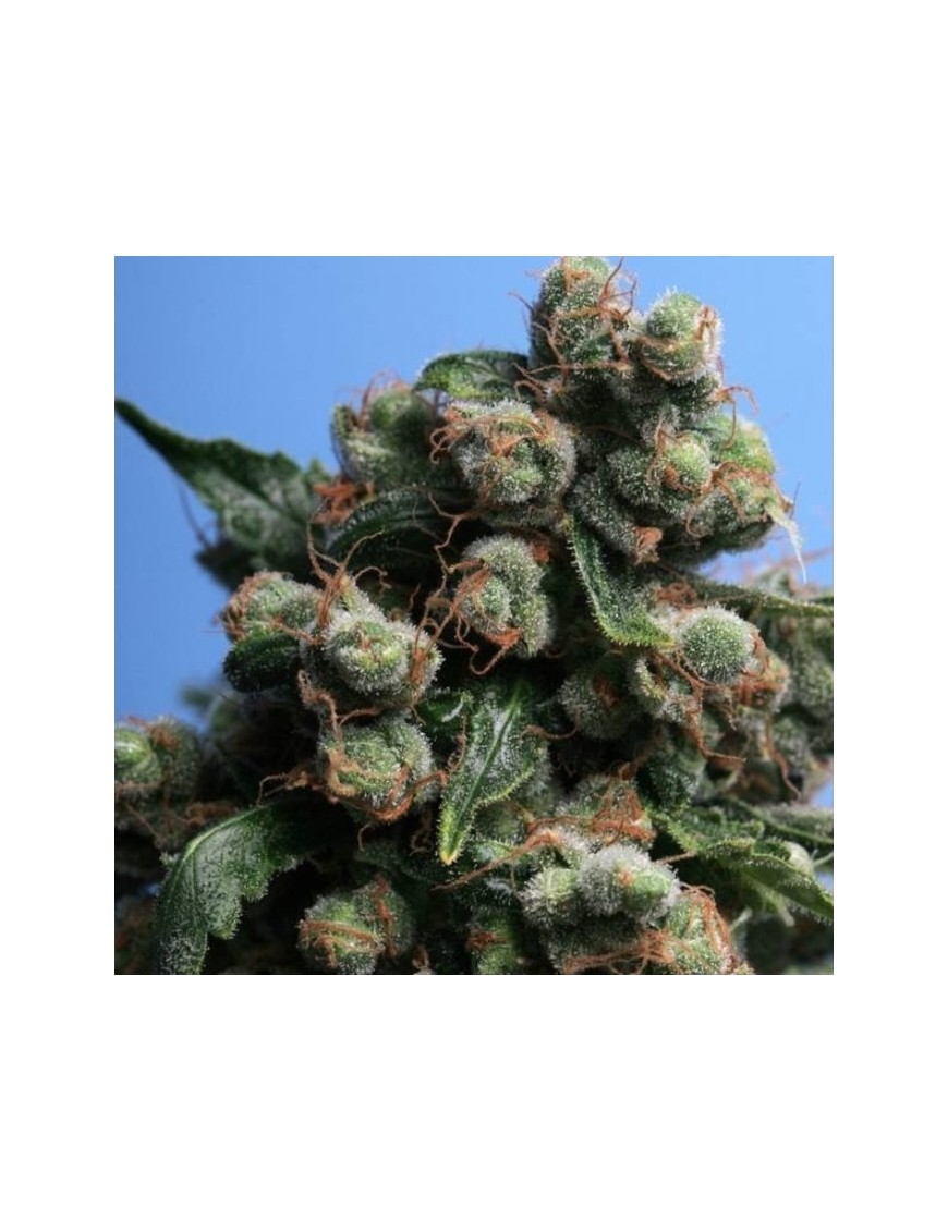 SAGE 'n Sour Feminiz.5 Samen - THSeeds