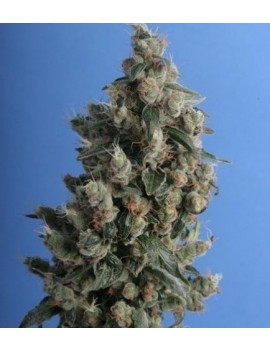 Kushage Femminiz. 5 semillas - THSeeds