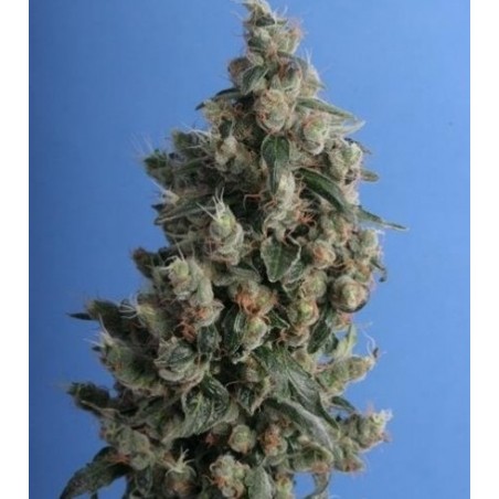 Kushage Femminiz. 5 seeds - THSeeds