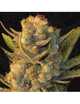 MK-Ultra x Bubblegum Femminiz. 5 Samen - THSeeds