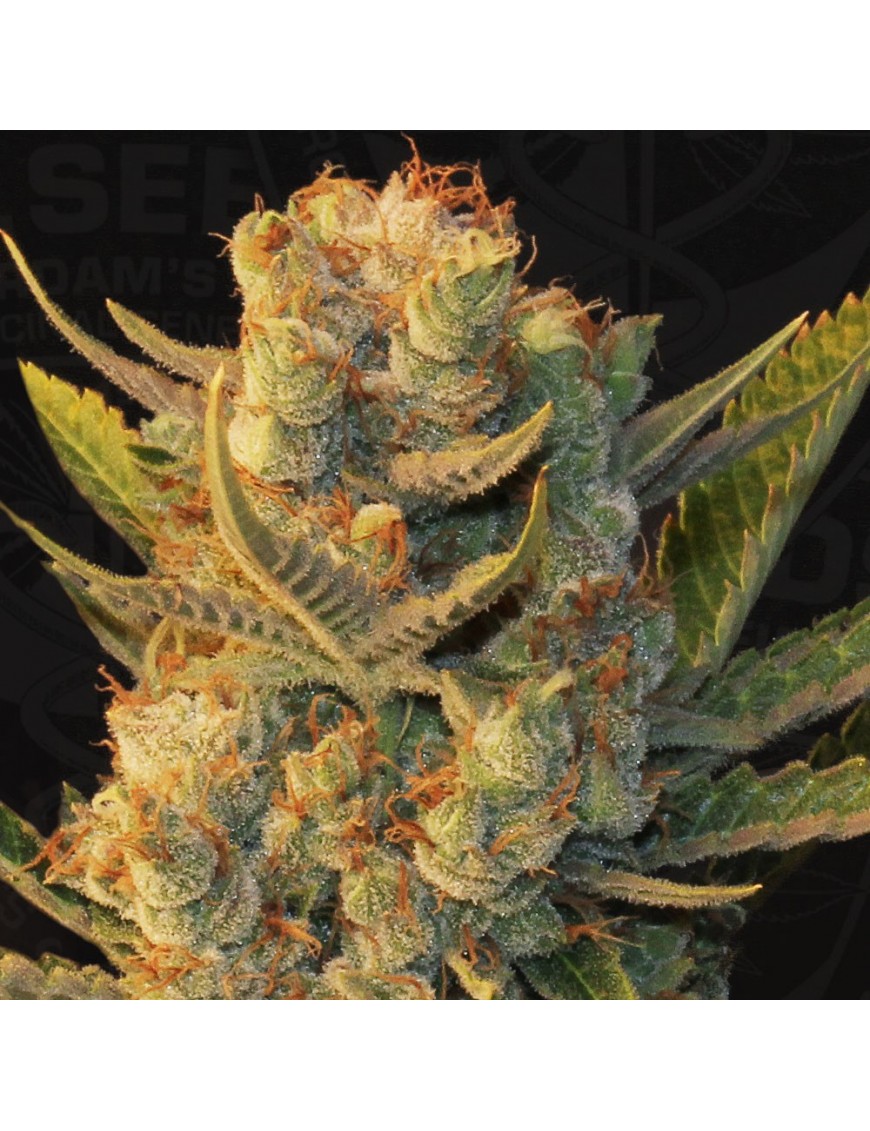 MK-Ultra x Bubblegum Femminiz. 5 Samen - THSeeds