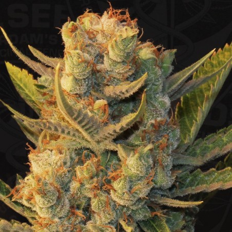 MK-Ultra x Bubblegum Femminiz. 5 Samen - THSeeds