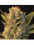 MK-Ultra x Bubblegum Femminiz. 5 seeds - THSeeds