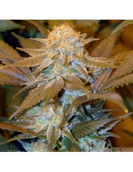 Critical HOG Feminiz.5 Samen – THSeeds