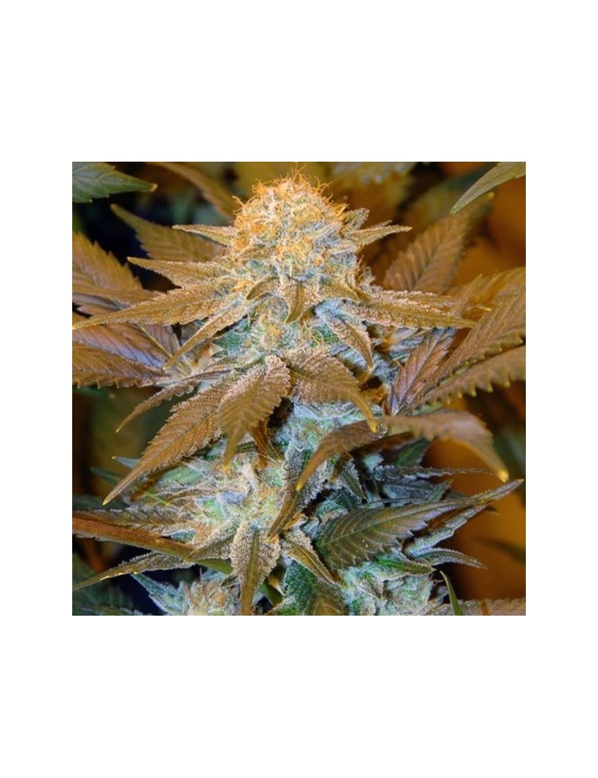 Critical HOG Feminiz.5 Samen – THSeeds