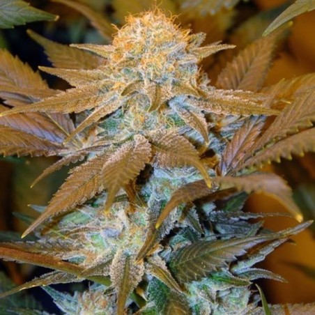 Critical HOG Feminiz.5 Samen – THSeeds