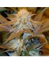 Critical HOG Feminiz.5 Samen – THSeeds