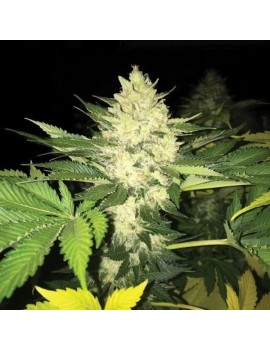 Roof 95 Feminiz.5 Samen - THSeeds