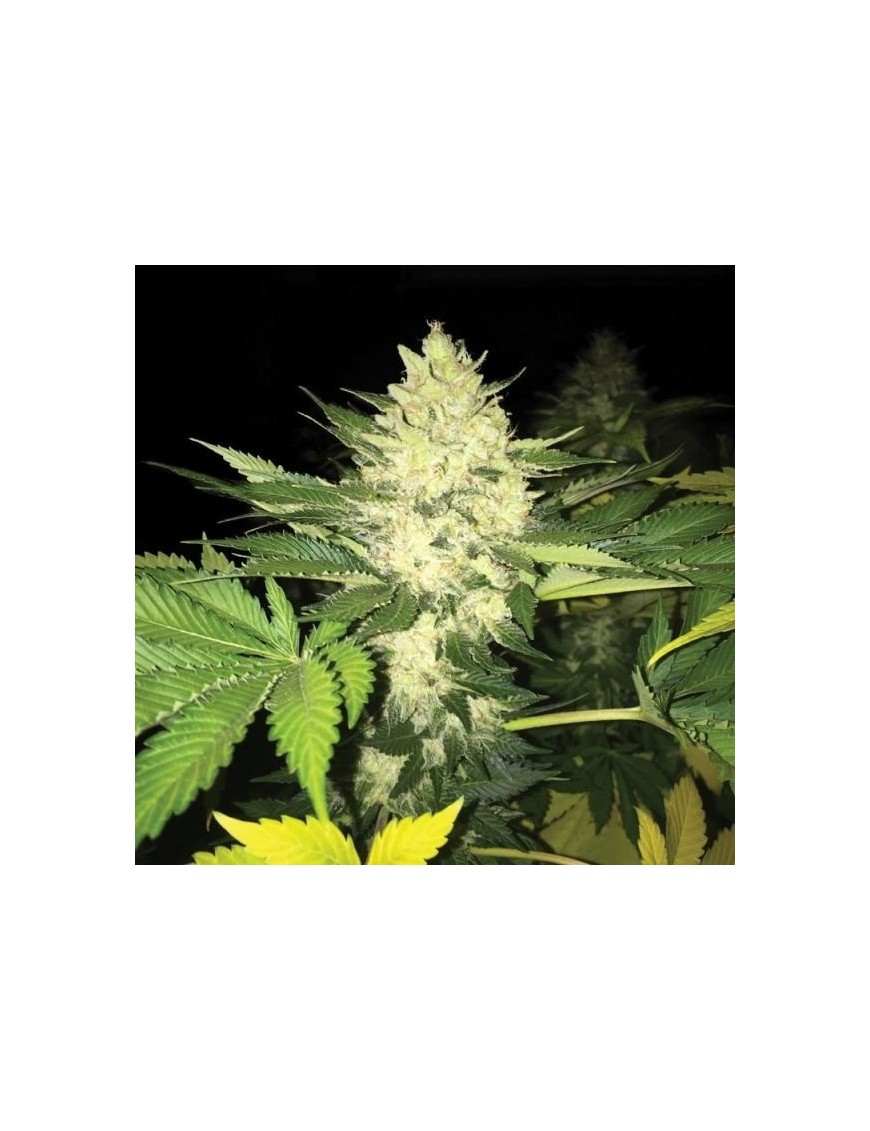 Roof 95 Feminiz.5 Samen - THSeeds