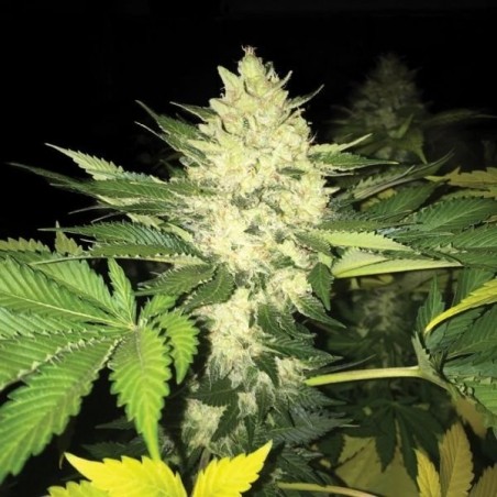 Roof 95 Feminiz.5 Samen - THSeeds