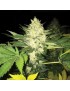 Roof 95 Feminiz.5 Samen - THSeeds