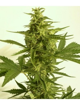 AUTO Critical HOG 5 Samen -...