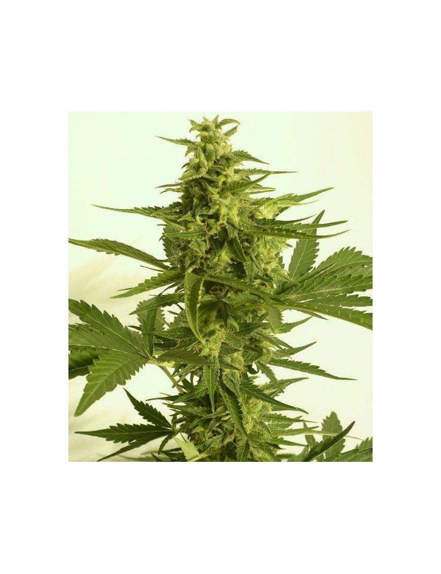 AUTO Critical HOG 5 Samen - THSeeds