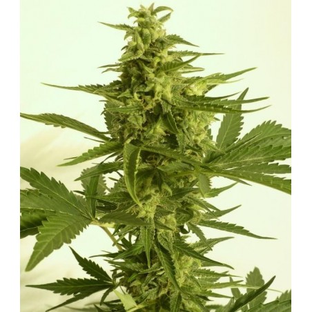 AUTO Critical HOG 5 Samen - THSeeds