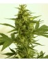 AUTO Critical HOG 5 Samen - THSeeds