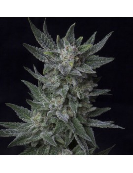 AUTO Bubblegum 5 semillas - THSeeds