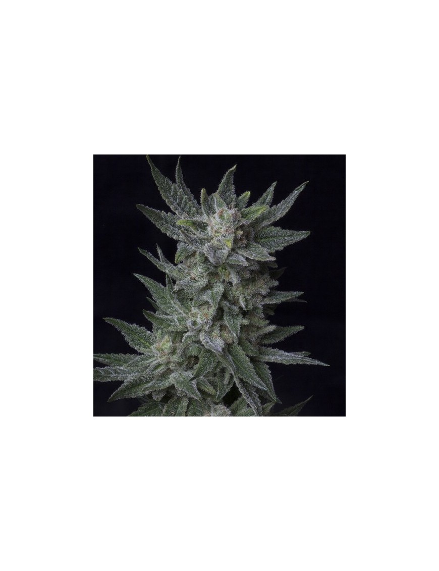 AUTO Bubblegum 5 Samen - THSeeds