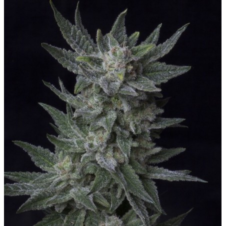 AUTO Bubblegum 5 Samen - THSeeds