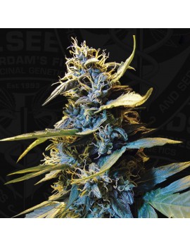 AUTO Northern HOG 5 Samen - THSeeds