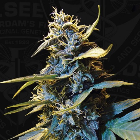 AUTO Northern HOG 5 Samen - THSeeds