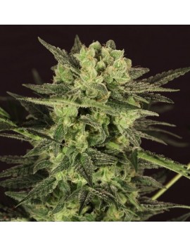 AUTO MK-Ultra 5 Samen - THSeeds