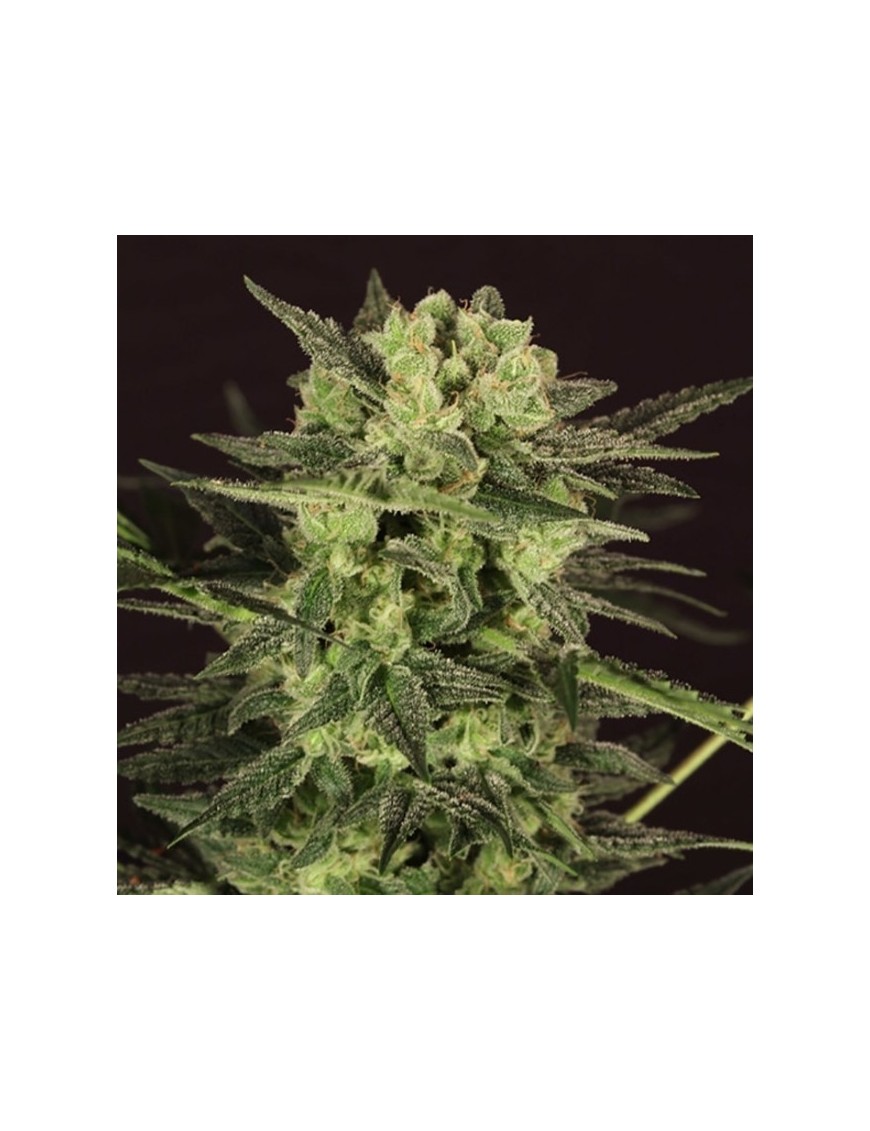 AUTO MK-Ultra 5 Samen - THSeeds